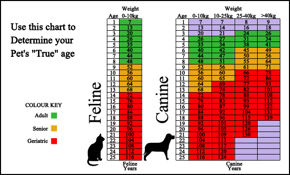 Branton Animal Hospital - Surveillance Screening