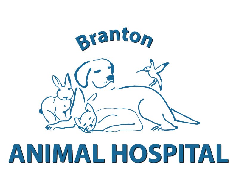 Branton Animal Hospital - Windsor, ON - Home